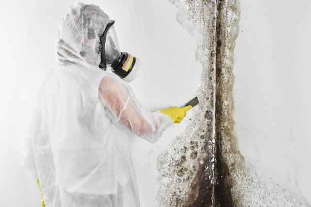 Best Black Mold Remediation in Chestertown, MD