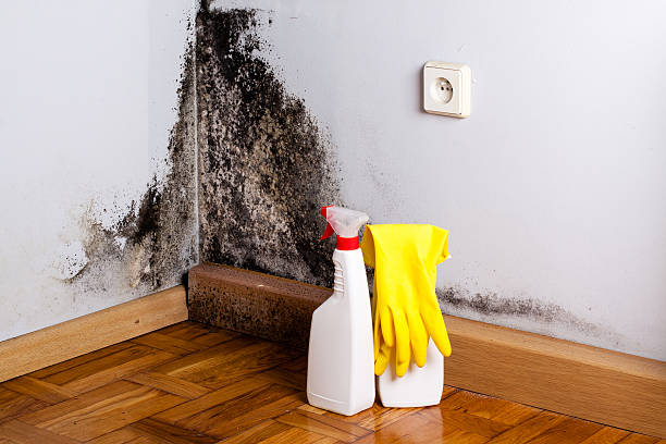 Best Commercial Mold Remediation in Chestertown, MD